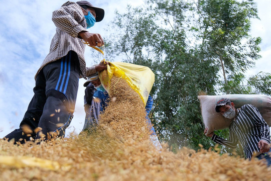 Ấn Độ cấm xuất khẩu gạo, thế giới nguy cơ khủng hoảng lương thực quy mô lớn