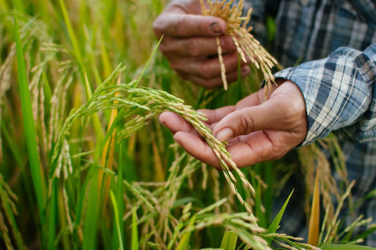 Xuất khẩu gạo Việt Nam vượt kỷ lục 34 năm