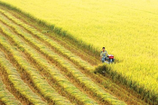 Chính thức thành lập Hiệp hội Ngành hàng lúa gạo Việt Nam
