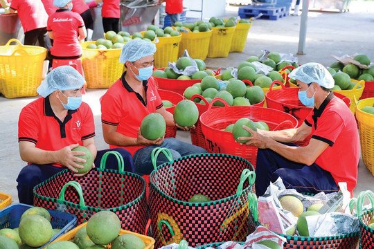 Trăn trở với ngành xuất khẩu trái cây