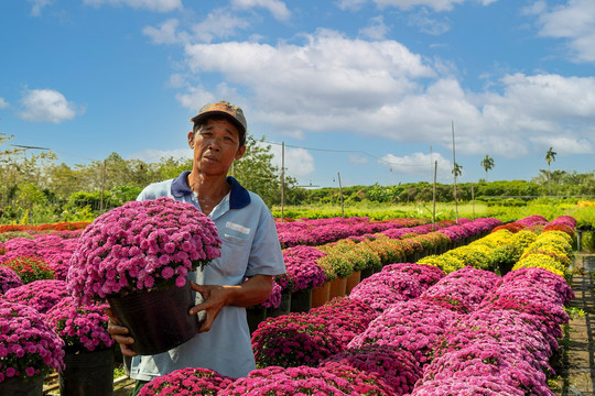 Chợ hoa Xuân Bình Điền: Dấu ấn 10 năm góp mặt vào thị trường hoa Tết TP.HCM
