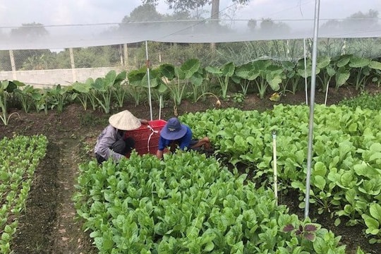 Đẩy mạnh hình thành các chuỗi liên kết sản xuất, tiêu thụ sản phẩm rau tại TP.HCM