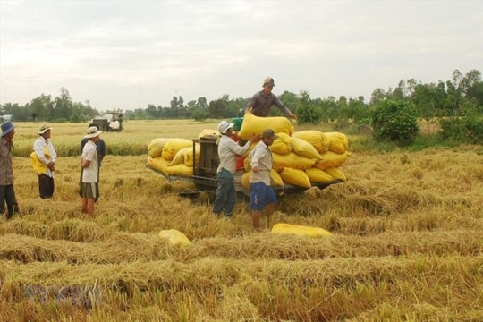 Đẩy mạnh cho vay thu mua, kinh doanh lúa gạo tại các tỉnh Đồng bằng sông Cửu Long Đẩy mạnh cho vay thu mua, kinh doanh lúa gạo tại các tỉnh Đồng bằng sông Cửu Long