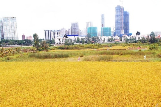 Ban hành giá thu thuế sử dụng đất nông nghiệp Ban hành giá thu thuế sử dụng đất nông nghiệp