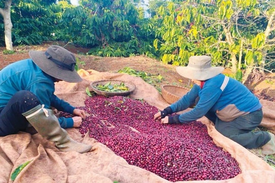Cà phê tăng giá, tưởng vui hóa buồn Cà phê tăng giá, tưởng vui hóa buồn