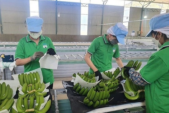 AEON Hong Kong bán 100% chuối tươi của Việt Nam