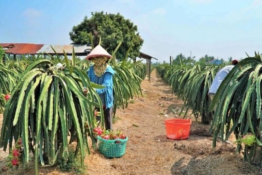 Giá thanh long tăng mạnh mùa khô hạn, nhà vườn Tiền Giang lãi to