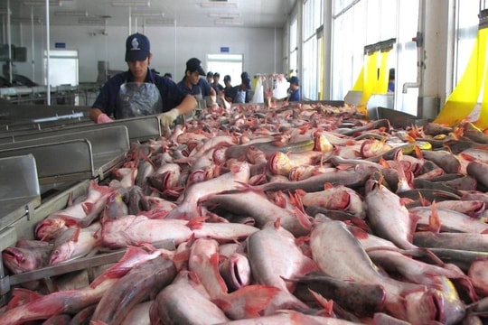 Xuất khẩu cá tra Việt Nam tại thị trường UAE tăng 67% trong quý I/2024 Xuất khẩu cá tra Việt Nam tại thị trường UAE tăng 67% trong quý I/2024