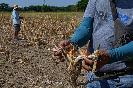 Nông dân Philippines lo lắng vì thời tiết quá nóng Nông dân Philippines lo lắng vì thời tiết quá nóng