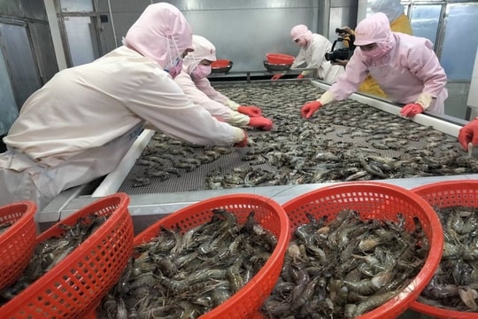 Xuất khẩu tôm Việt Nam sang EU tăng 28% so với cùng kỳ Xuất khẩu tôm Việt Nam sang EU tăng 28% so với cùng kỳ