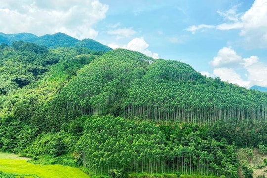 Triển khai kế hoạch về tăng cường quản lý tín chỉ carbon Triển khai kế hoạch về tăng cường quản lý tín chỉ carbon