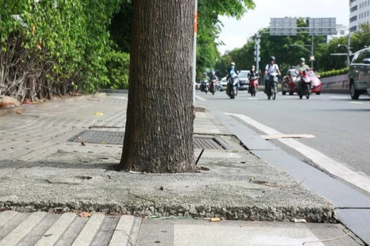 TP.HCM xử lý tình trạng cây xanh bị trám bít bê tông tại một số tuyến đường TP.HCM xử lý tình trạng cây xanh bị trám bít bê tông tại một số tuyến đường