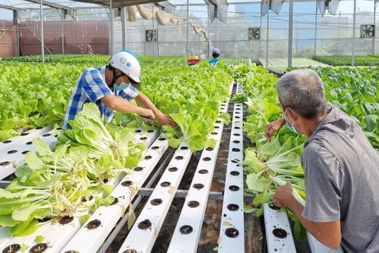 TP.HCM hỗ trợ chuyển giao tiến bộ khoa học công nghệ theo nhu cầu thực tiễn sản xuất TP.HCM hỗ trợ chuyển giao tiến bộ khoa học công nghệ theo nhu cầu thực tiễn sản xuất