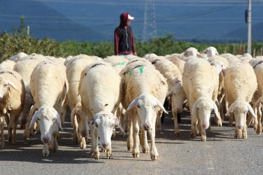 Nhiều chính sách hỗ trợ nâng cao hiệu quả chăn nuôi