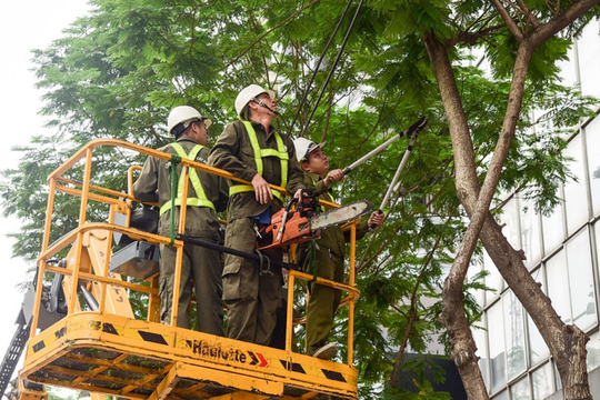 TP.HCM thực hiện các giải pháp đảm bảo an toàn đối với hệ thống cây xanh TP.HCM thực hiện các giải pháp đảm bảo an toàn đối với hệ thống cây xanh