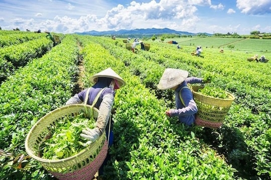 Việt Nam xuất khẩu chè nhiều nhất sang thị trường nào?