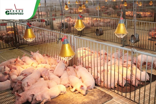 6 tháng đầu năm 2024, vốn chủ sở hữu của Greeenfeed tăng thêm 1.031 tỷ đồng 6 tháng đầu năm 2024, vốn chủ sở hữu của Greeenfeed tăng thêm 1.031 tỷ đồng