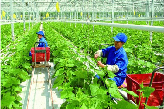 TP.HCM hỗ trợ doanh nghiệp khởi nghiệp, đổi mới sáng tạo trong lĩnh vực nông nghiệp TP.HCM hỗ trợ doanh nghiệp khởi nghiệp, đổi mới sáng tạo trong lĩnh vực nông nghiệp