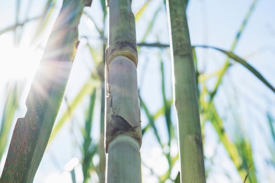 Bộ Công Thương rà soát áp dụng biện pháp chống lẩn tránh thương mại đối với đường mía