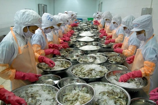 Xuất khẩu tôm còn đối mặt với nhiều ẩn số trong những tháng cuối năm Xuất khẩu tôm còn đối mặt với nhiều ẩn số trong những tháng cuối năm