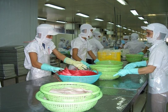 Tăng trưởng xuất khẩu cá tra kỳ vọng vào thị trường Mỹ Tăng trưởng xuất khẩu cá tra kỳ vọng vào thị trường Mỹ