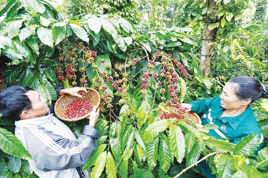 Đầu cơ tài chính mang tính 2 mặt với thị trường cà phê Đầu cơ tài chính mang tính 2 mặt với thị trường cà phê