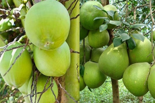 Canada cấp văn bằng bảo hộ cho dừa xiêm xanh và bưởi da xanh Bến Tre Canada cấp văn bằng bảo hộ cho dừa xiêm xanh và bưởi da xanh Bến Tre