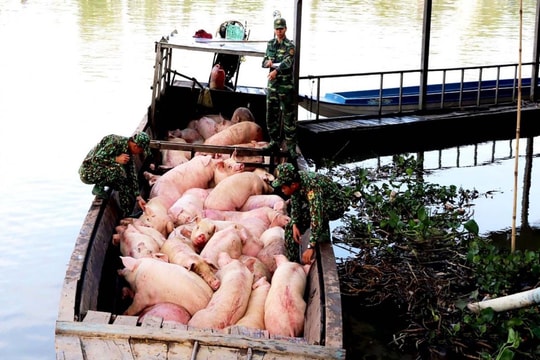 Tăng cường kiểm tra, phòng chống vận chuyển, nhập lậu lợn qua biên giới Tây Nam Tăng cường kiểm tra, phòng chống vận chuyển, nhập lậu lợn qua biên giới Tây Nam