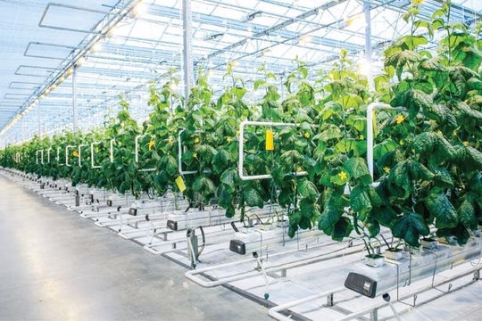 TP.HCM thúc đẩy giải ngân vốn cho doanh nghiệp, hợp tác xã nông nghiệp TP.HCM thúc đẩy giải ngân vốn cho doanh nghiệp, hợp tác xã nông nghiệp