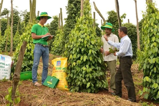 Chỉ có 1 loại thuế GTGT 5% mới được hoàn thuế: Cần thay đổi để tạo công bằng giữa các doanh nghiệp Chỉ có 1 loại thuế GTGT 5% mới được hoàn thuế: Cần thay đổi để tạo công bằng giữa các doanh nghiệp