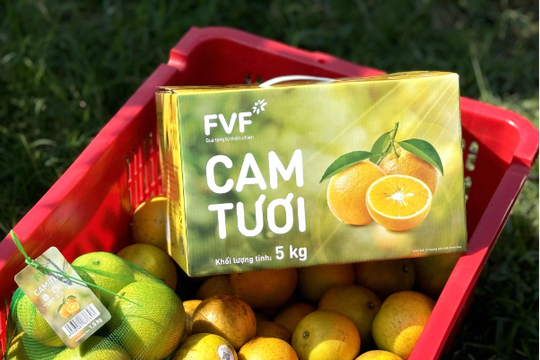 Vườn cam lớn nhất miền Trung của Tập đoàn TH: Chất lượng thuộc hàng "tiến vua" Vườn cam lớn nhất miền Trung của Tập đoàn TH: Chất lượng thuộc hàng "tiến vua"