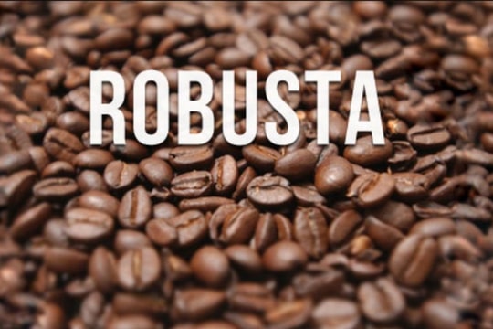 Giá cà phê Robusta tiếp tục lập đỉnh Giá cà phê Robusta tiếp tục lập đỉnh