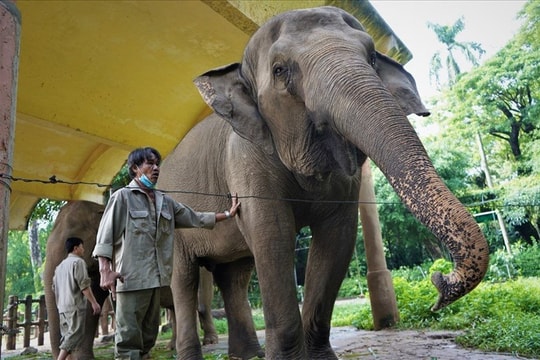 Thảo Cầm Viên Sài Gòn trước nguy cơ đóng cửa do nợ tiền thuê đất Thảo Cầm Viên Sài Gòn trước nguy cơ đóng cửa do nợ tiền thuê đất