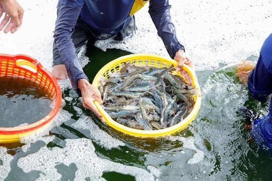 Xuất khẩu tôm 11 tháng đạt gần 3,6 tỷ USD Xuất khẩu tôm 11 tháng đạt gần 3,6 tỷ USD