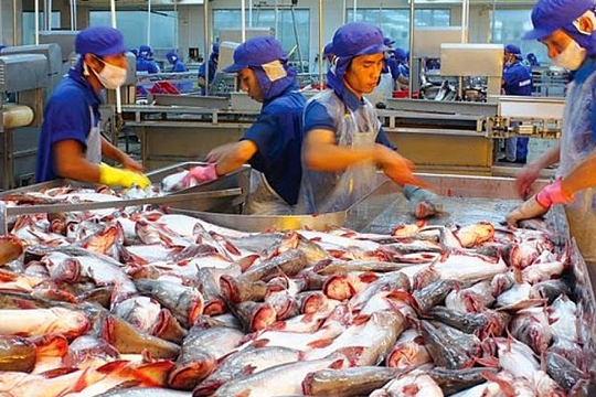 Xuất khẩu cá tra 11 tháng 2024 đạt 1,8 tỷ USD Xuất khẩu cá tra 11 tháng 2024 đạt 1,8 tỷ USD