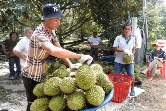 Nông sản Việt cần chiến lược xuất khẩu để hướng tới thị trường Mỹ Nông sản Việt cần chiến lược xuất khẩu để hướng tới thị trường Mỹ