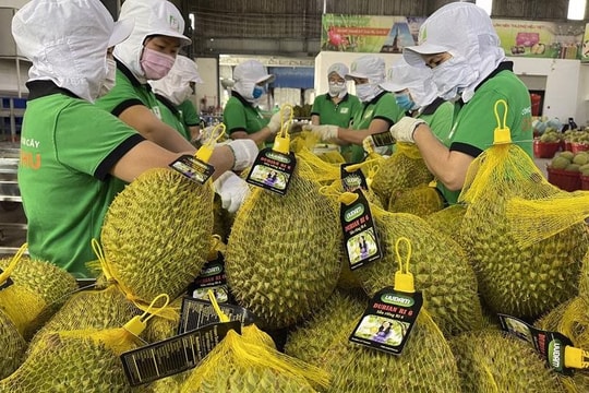 Việt Nam thu 1,2 tỷ USD từ xuất khẩu sầu riêng trong 7 tháng Việt Nam thu 1,2 tỷ USD từ xuất khẩu sầu riêng trong 7 tháng