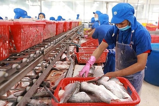 Xuất khẩu cá tra năm 2024 thu về 2 tỷ USD Xuất khẩu cá tra năm 2024 thu về 2 tỷ USD