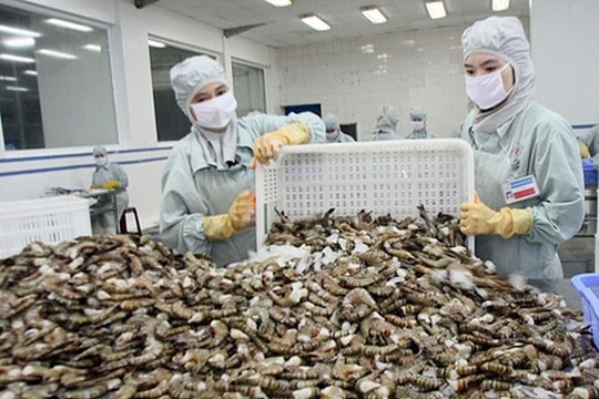 Xuất khẩu tôm đạt cột mốc gần 4 tỷ USD trong năm 2024 Xuất khẩu tôm đạt cột mốc gần 4 tỷ USD trong năm 2024