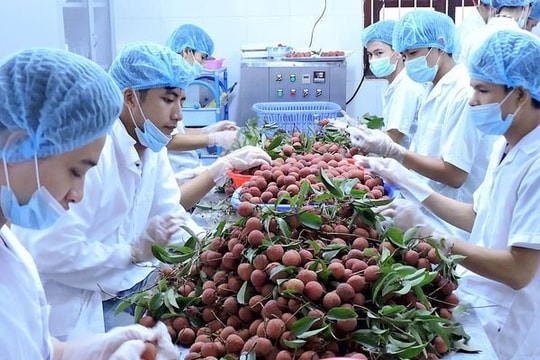 Xuất khẩu rau quả Việt Nam năm 2025 dự kiến đạt 8 tỷ USD