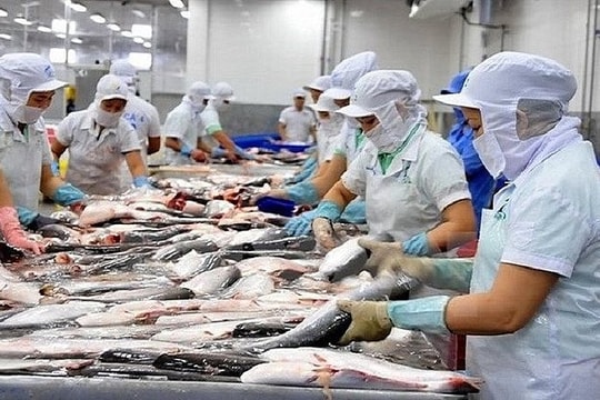 Xuất khẩu cá tra sang Mỹ đạt hơn 12 triệu USD Xuất khẩu cá tra sang Mỹ đạt hơn 12 triệu USD