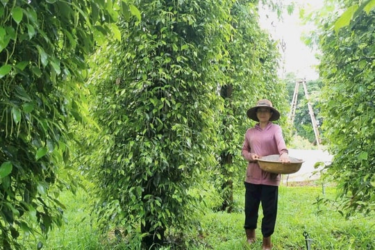 Sản lượng sụt giảm, giá tiêu tiếp tục cao