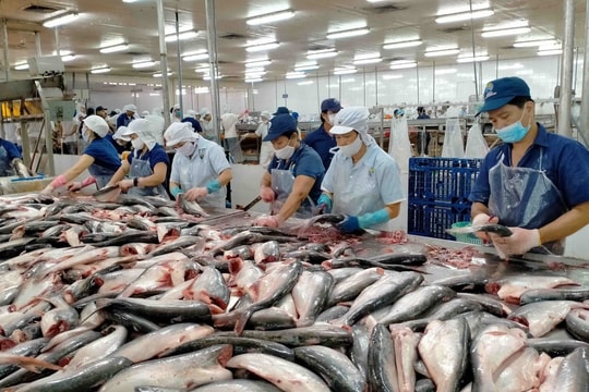 Xuất khẩu cá tra tăng trưởng mạnh ngay từ đầu năm Xuất khẩu cá tra tăng trưởng mạnh ngay từ đầu năm