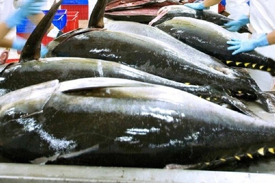 Xuất khẩu thuỷ sản đạt kết quả khả quan trong tháng đầu năm Xuất khẩu thuỷ sản đạt kết quả khả quan trong tháng đầu năm