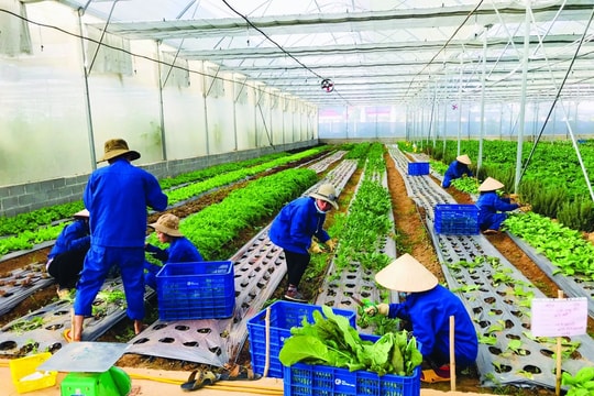 Đào tạo nghề cho hơn 4.000 lao động nông thôn tại TP.HCM Đào tạo nghề cho hơn 4.000 lao động nông thôn tại TP.HCM