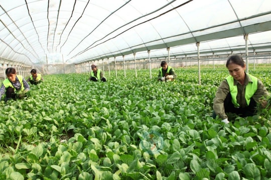 Nghiên cứu, thống kê số liệu GDP kinh tế tập thể