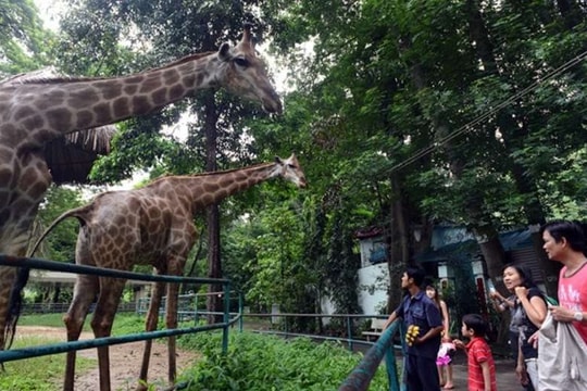 Doanh thu Thảo Cầm Viên Sài Gòn đạt 128 tỷ đồng năm 2024 Doanh thu Thảo Cầm Viên Sài Gòn đạt 128 tỷ đồng năm 2024