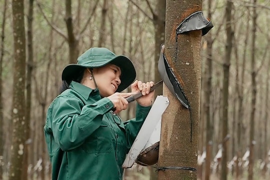Xuất khẩu cao su Việt Nam giảm mạnh trong tháng đầu năm Xuất khẩu cao su Việt Nam giảm mạnh trong tháng đầu năm