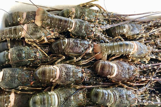 Trung Quốc chi gần 1.800 tỷ đồng mua tôm hùm Việt trong tháng 1/2025