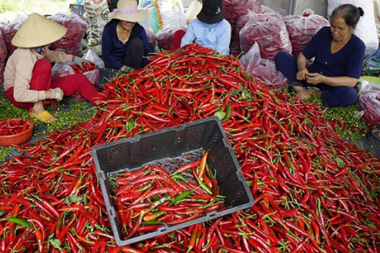 Phó Thủ tướng chỉ đạo khẩn về thực phẩm xuất khẩu bị EU cảnh báo Phó Thủ tướng chỉ đạo khẩn về thực phẩm xuất khẩu bị EU cảnh báo
